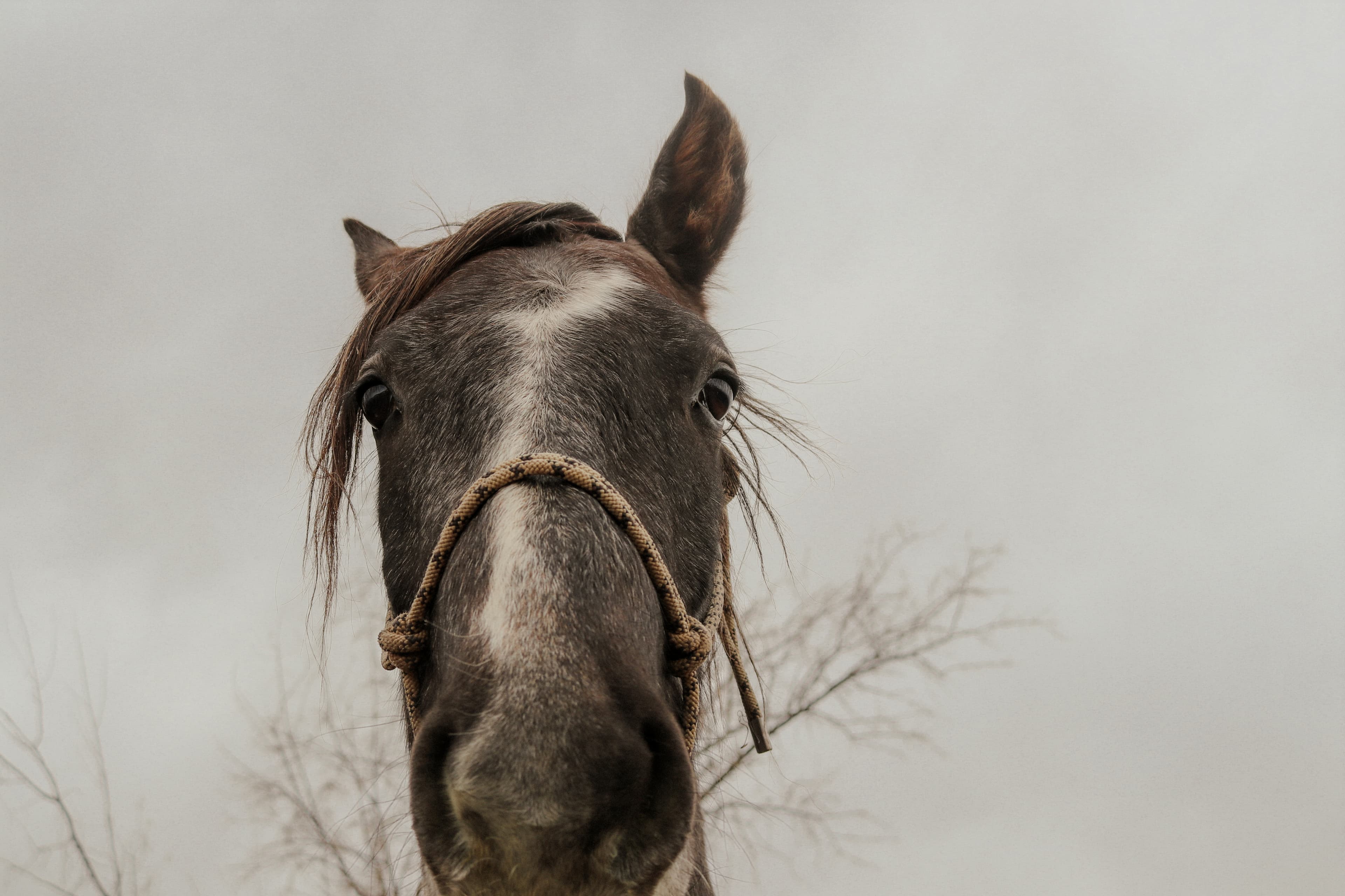 Close portrait of Dash