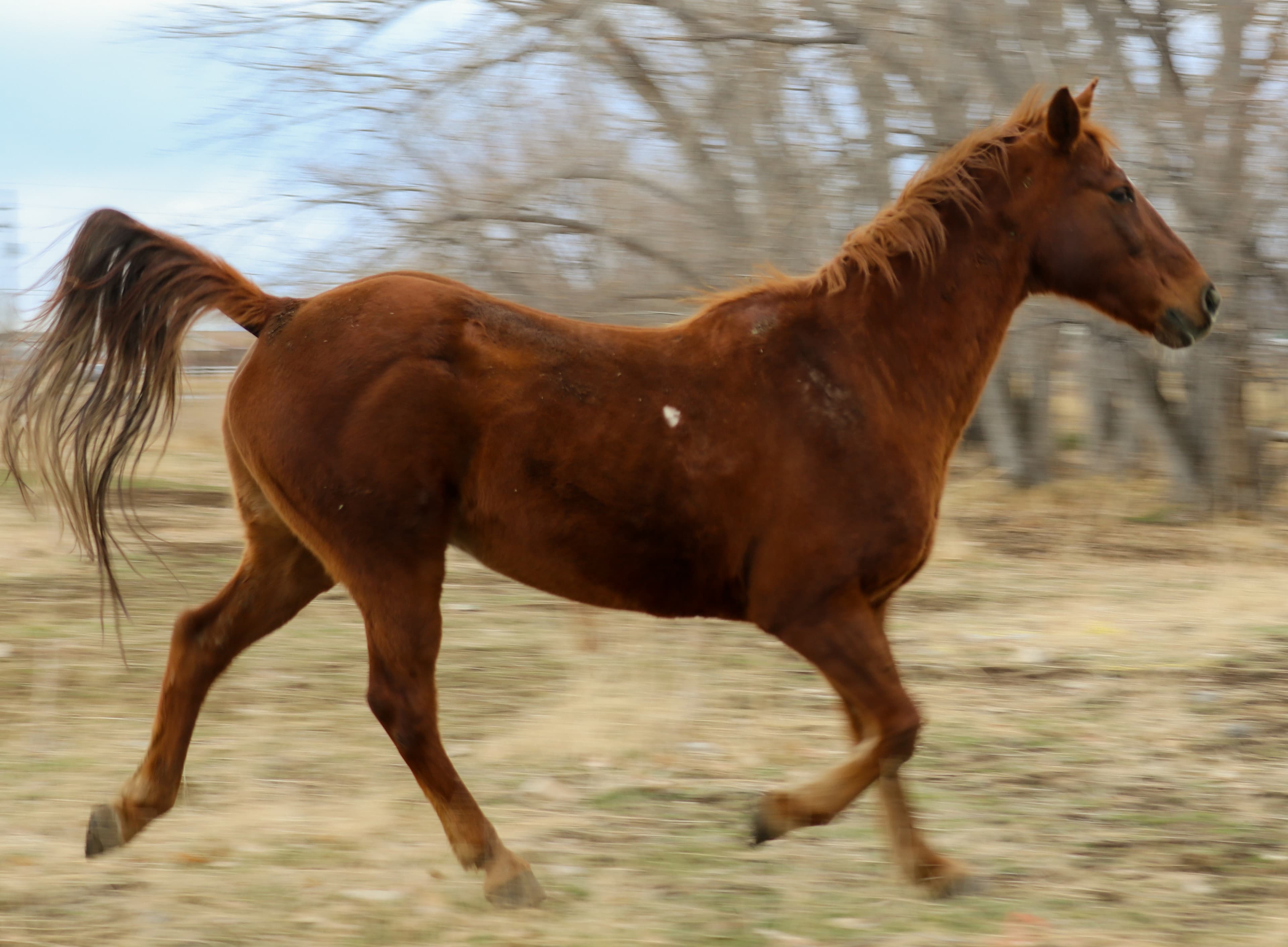 A chestnut horse moving through a Button Ranch field